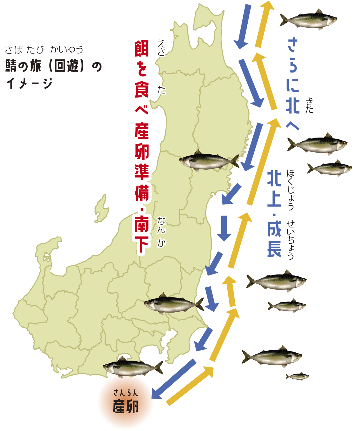 千葉の寒鯖!:イメージ