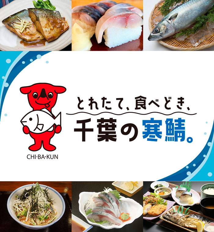 千葉の寒鯖